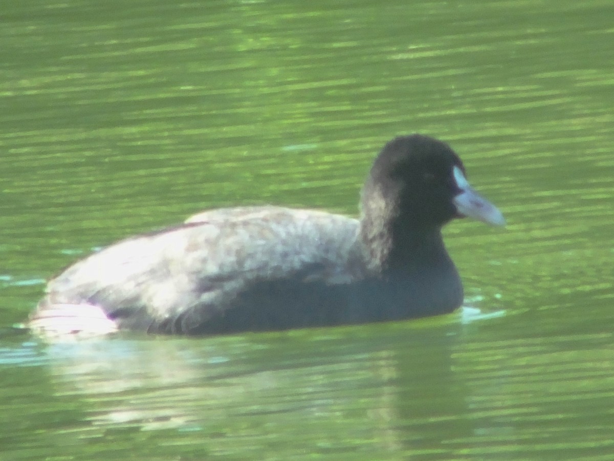 Eurasian Coot - Charles Lam