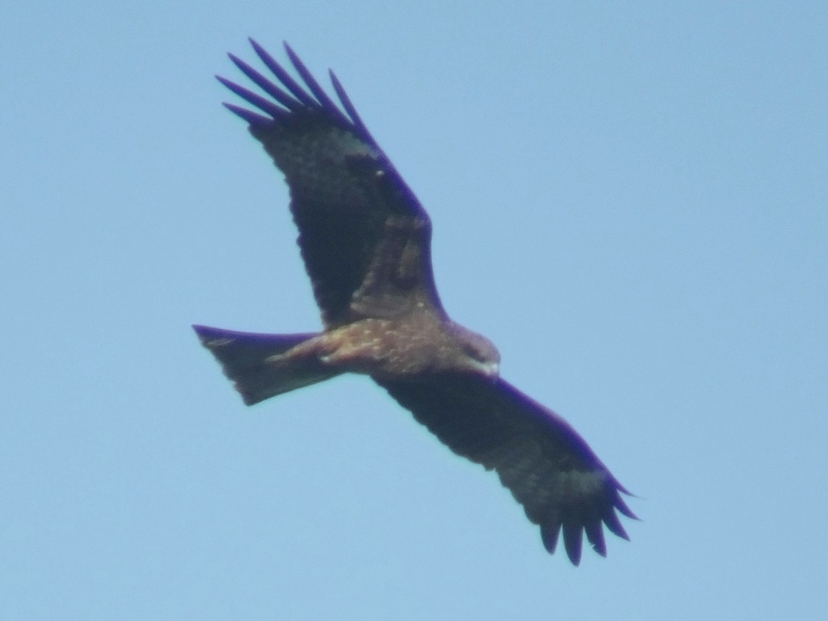 Black Kite - ML613444667