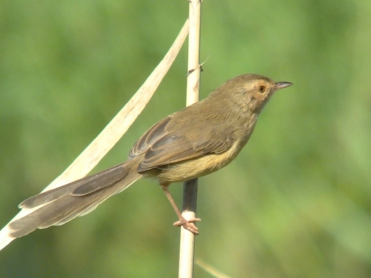 Plain Prinia - ML613444673