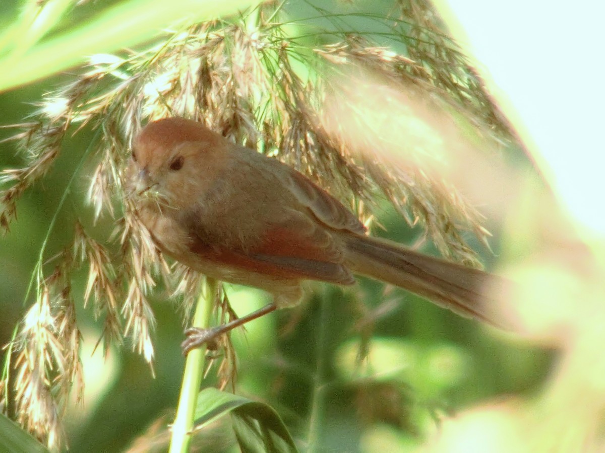 Vinous-throated Parrotbill - ML613444678