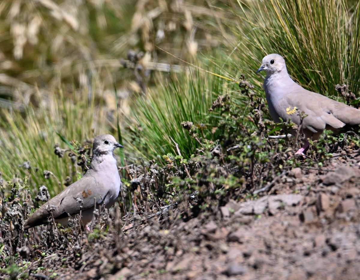 Golden-spotted Ground Dove - ML613444709