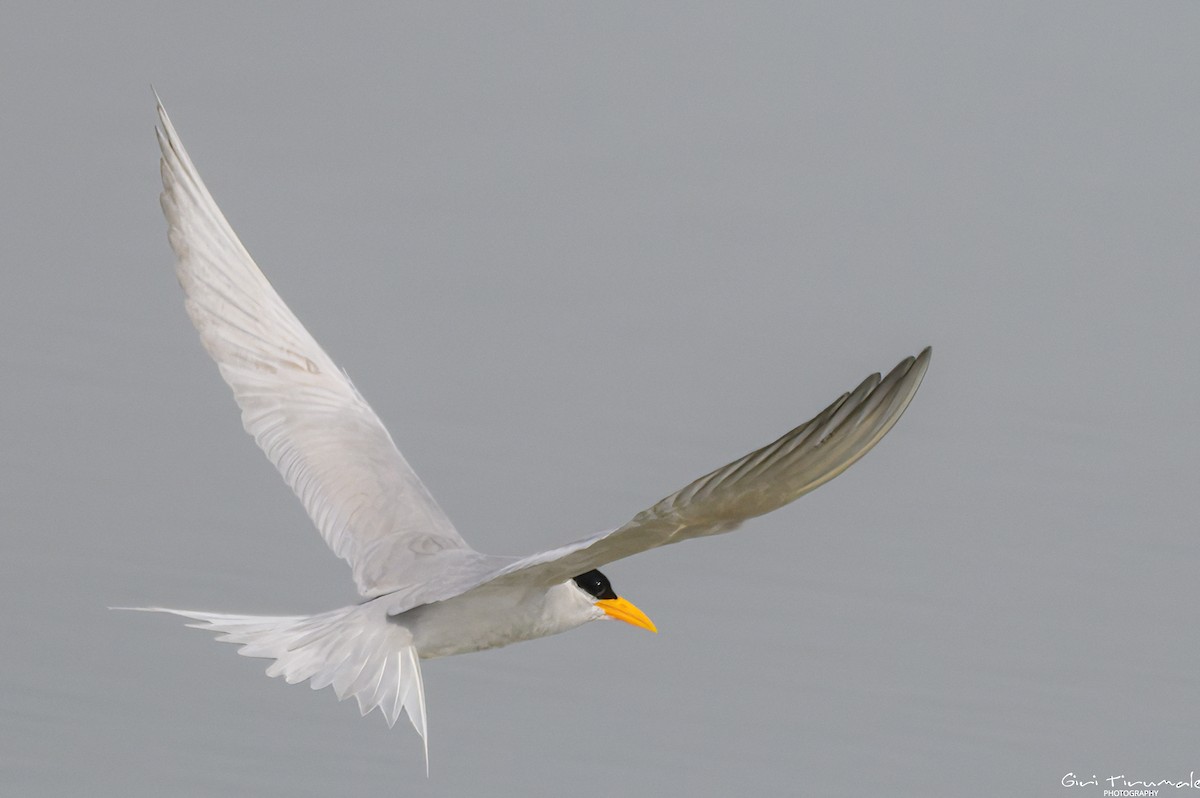 River Tern - ML613444727