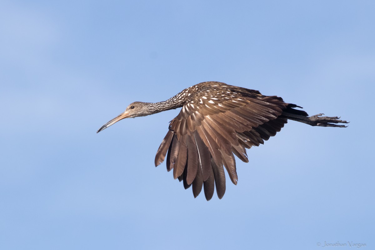 Limpkin - Jonathan Vargas