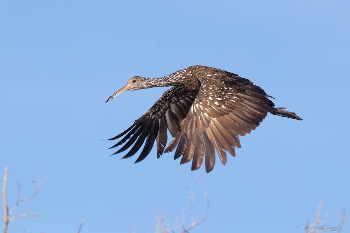 Limpkin - ML613444862