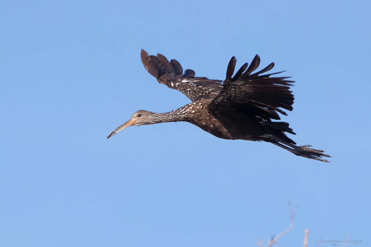 Limpkin - Jonathan Vargas