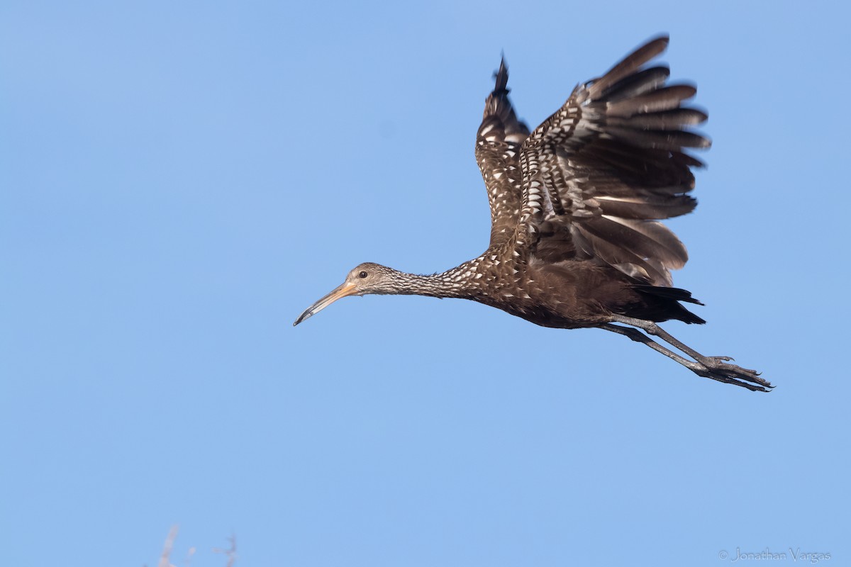 Limpkin - Jonathan Vargas