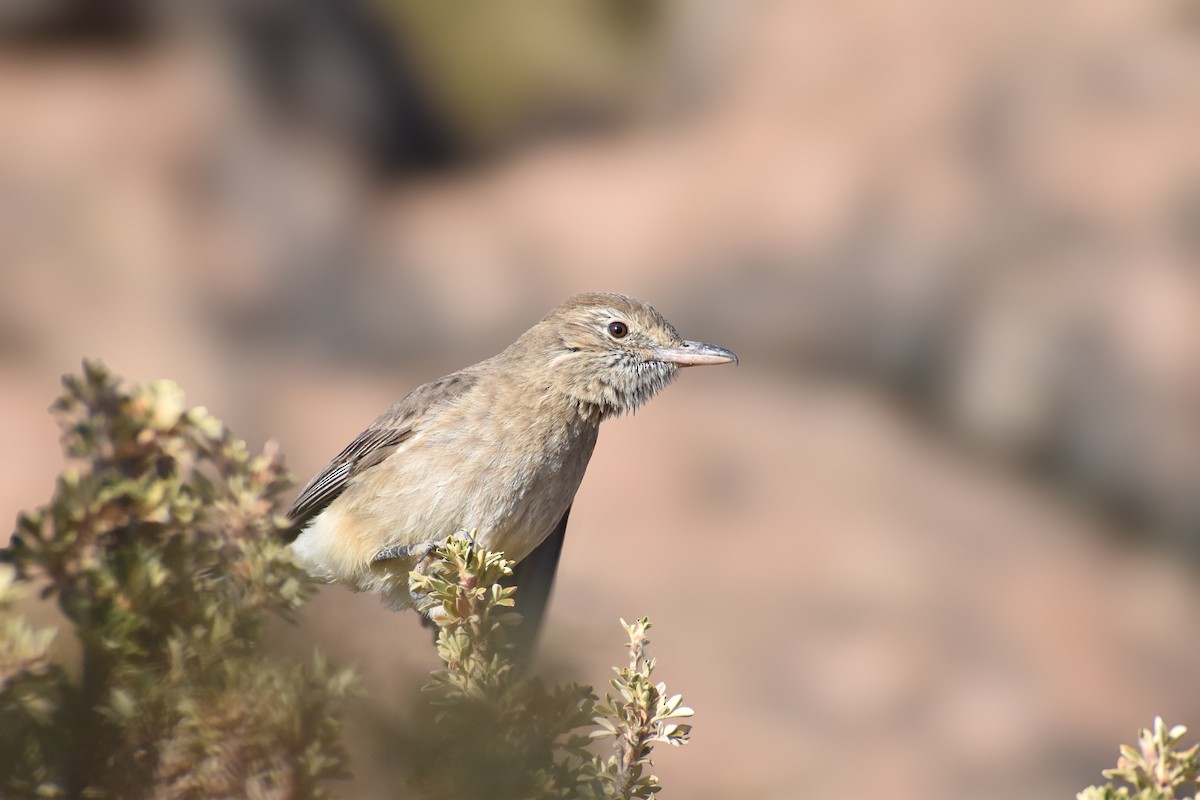 White-tailed Shrike-Tyrant - ML613444871