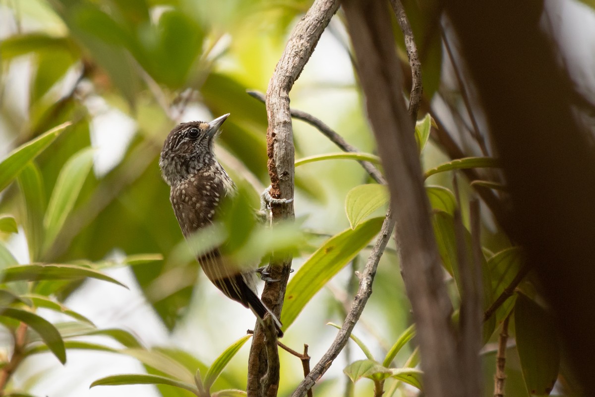 White-wedged Piculet - ML613444890