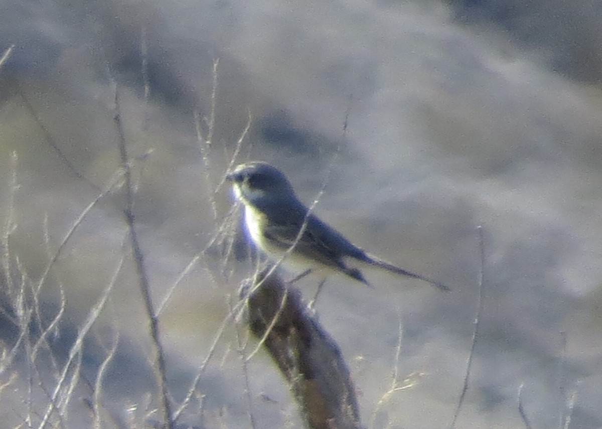 Sagebrush Sparrow - Omar Alui