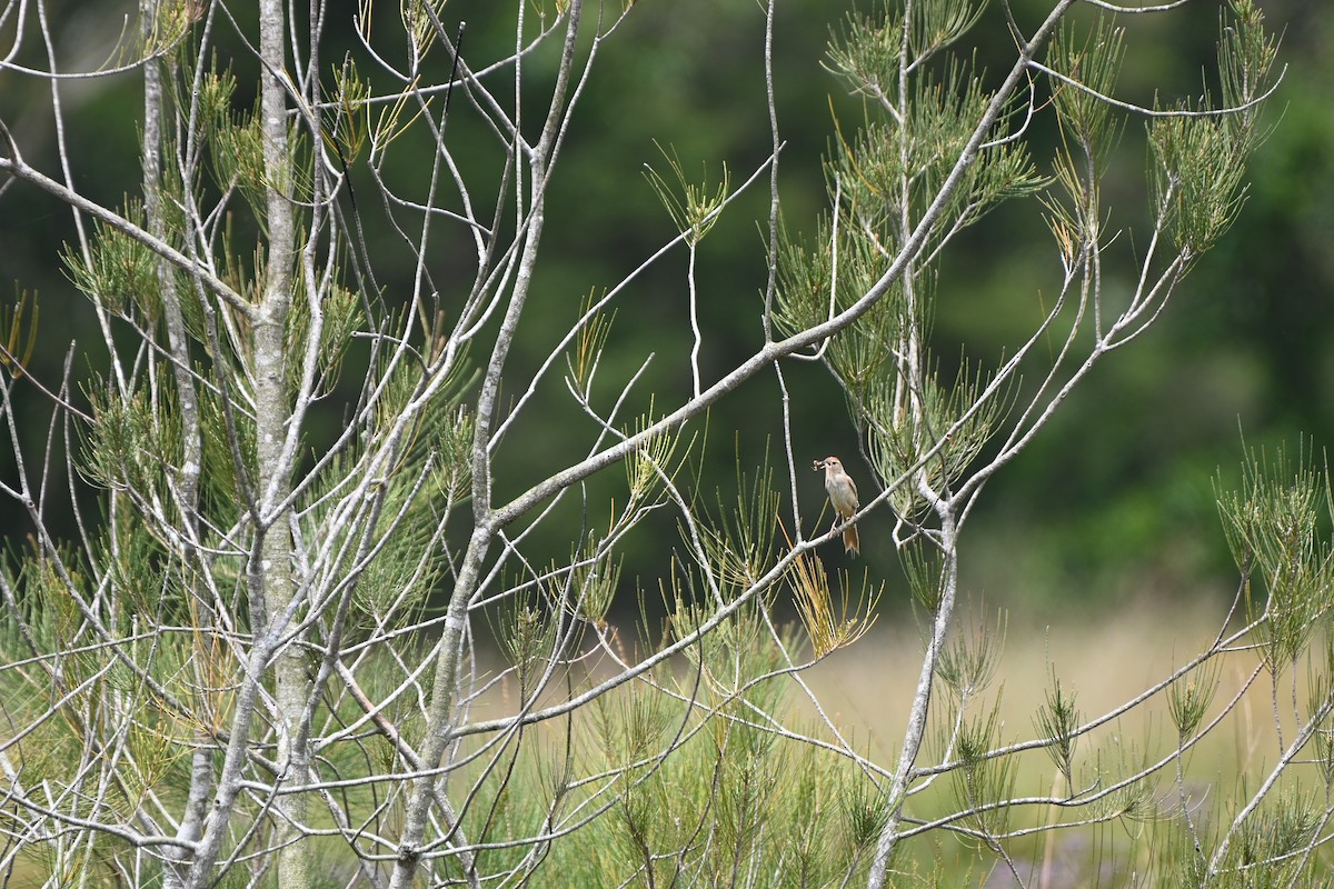 Cisticole à couronne dorée - ML613445226