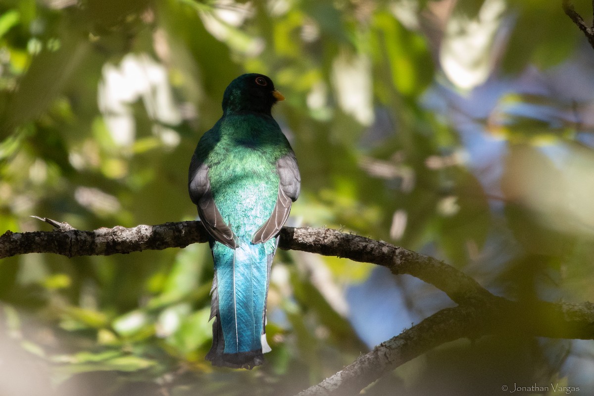 Mountain Trogon - Jonathan Vargas