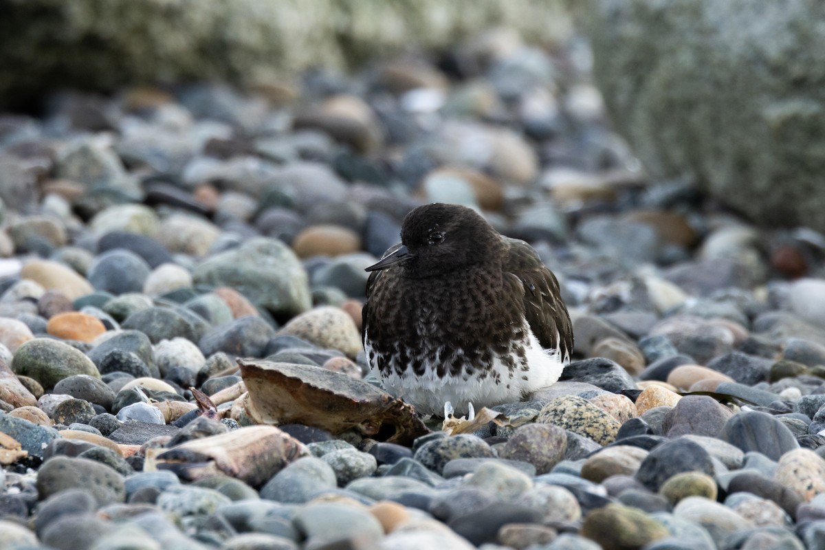 Black Turnstone - ML613445292