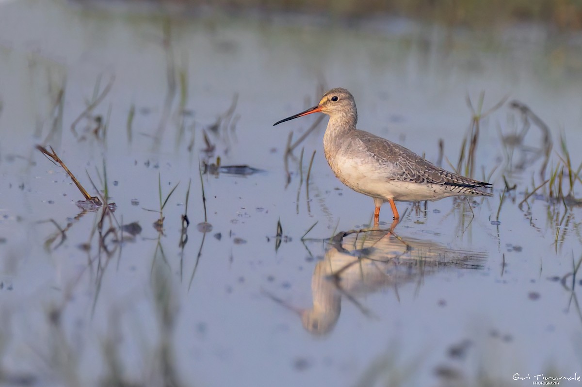 Spotted Redshank - ML613445307