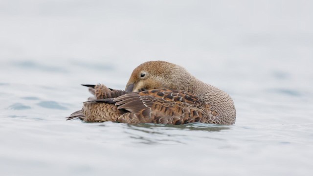 King Eider - ML613445347