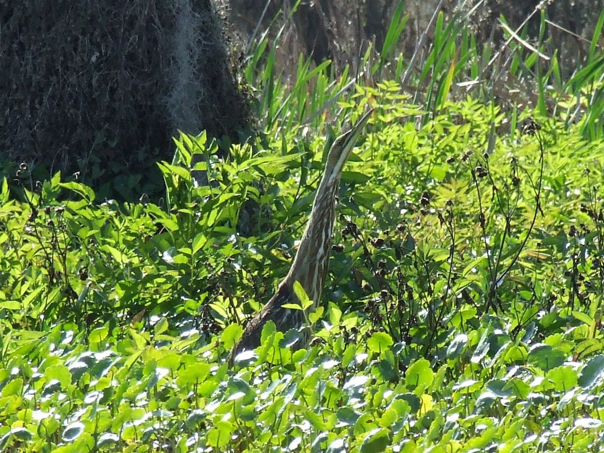 American Bittern - ML613445412