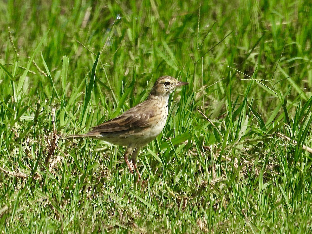 Australian Pipit - ML613445510