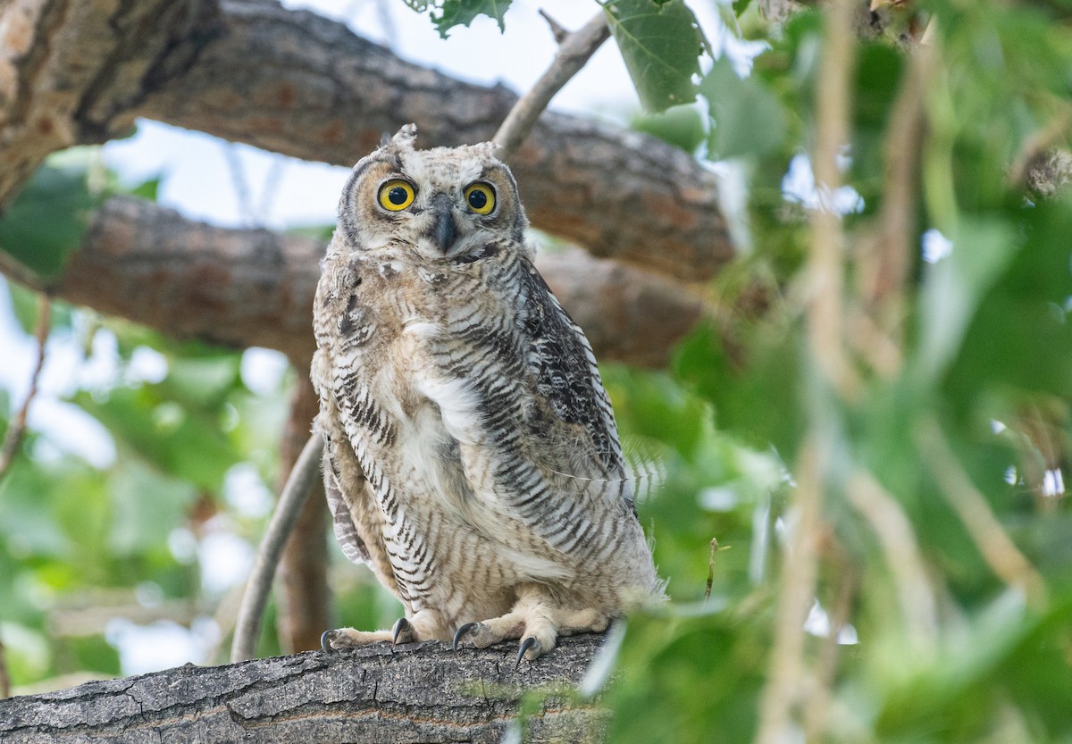 Great Horned Owl - ML613445556