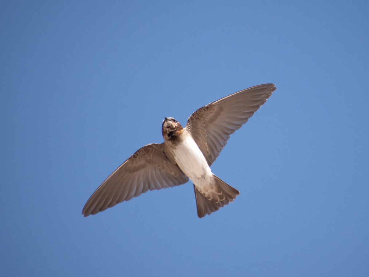 Cliff Swallow - Cristhofer Espinoza