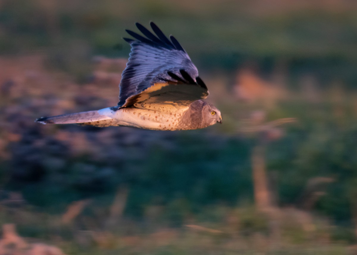 Northern Harrier - Sue Cook