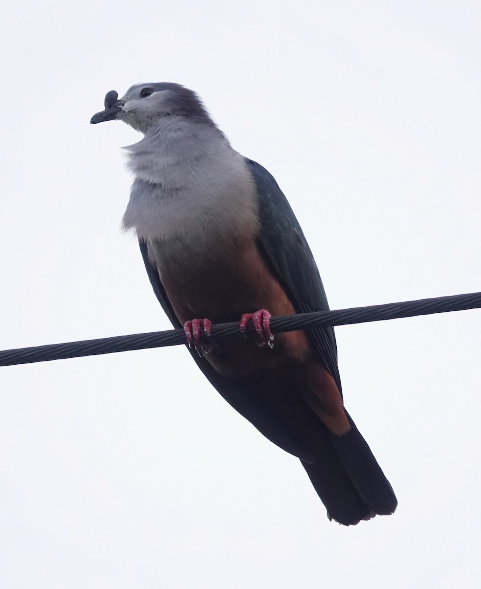 Micronesian Imperial-Pigeon - ML613445642