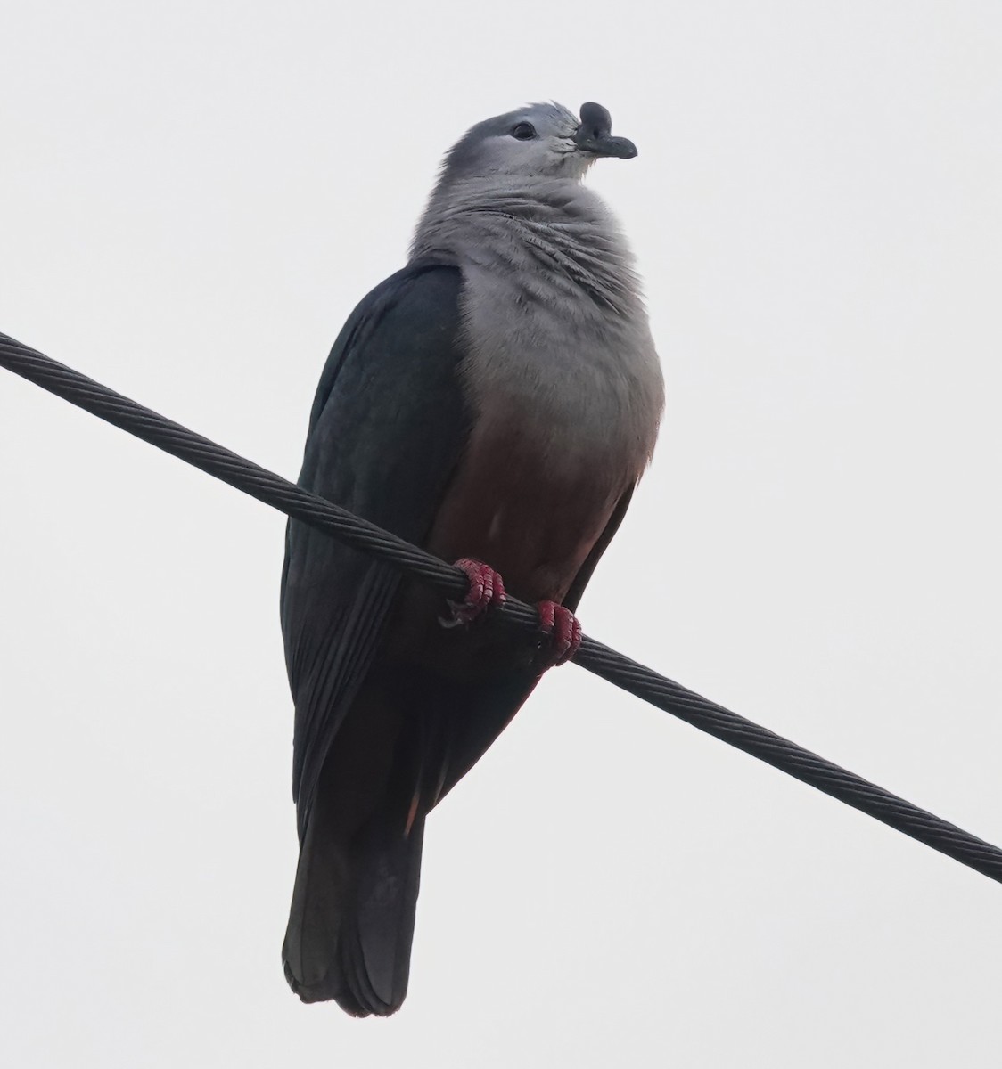 Micronesian Imperial-Pigeon - ML613445644