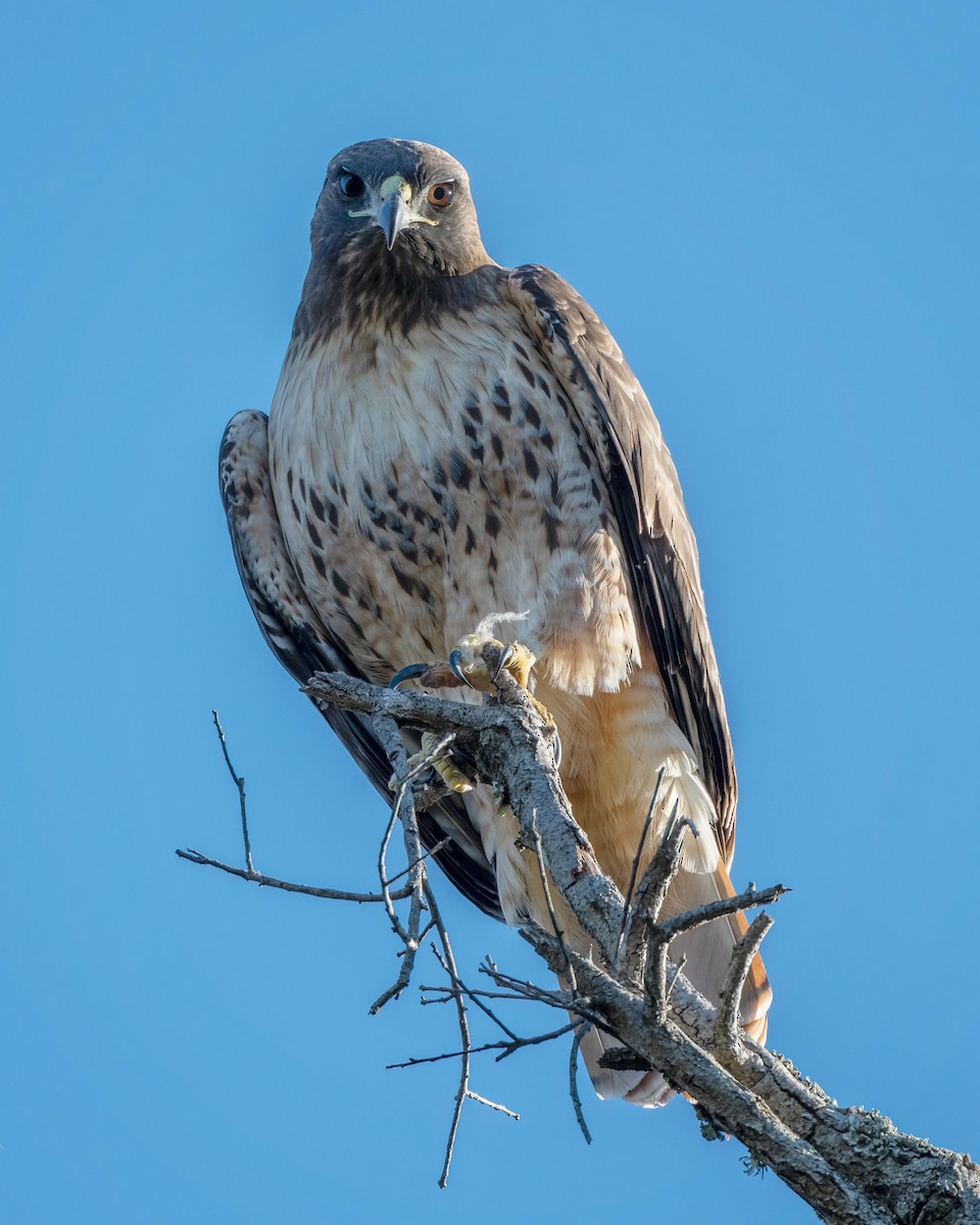 Red-tailed Hawk - ML613445645