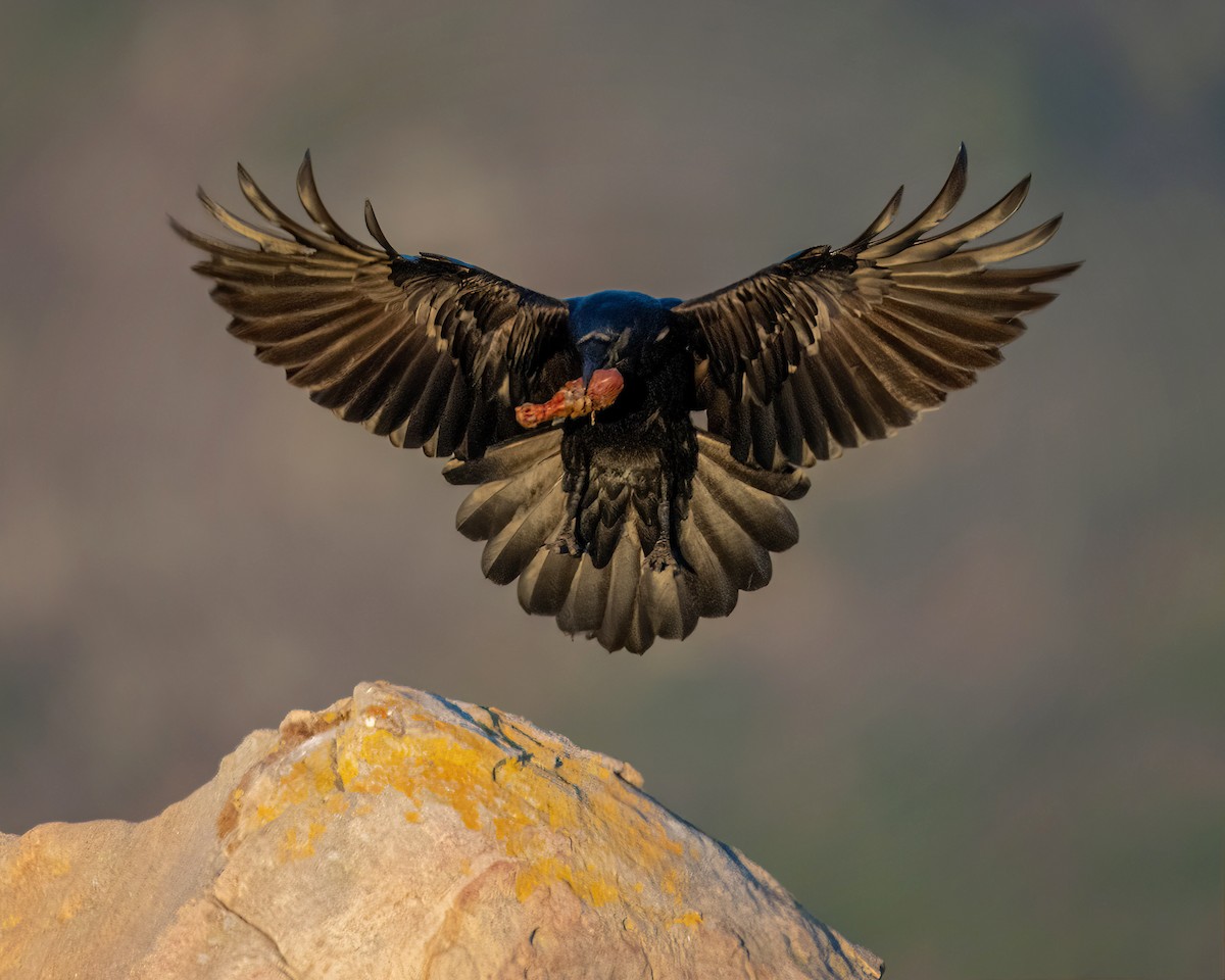 Common Raven - ML613445662