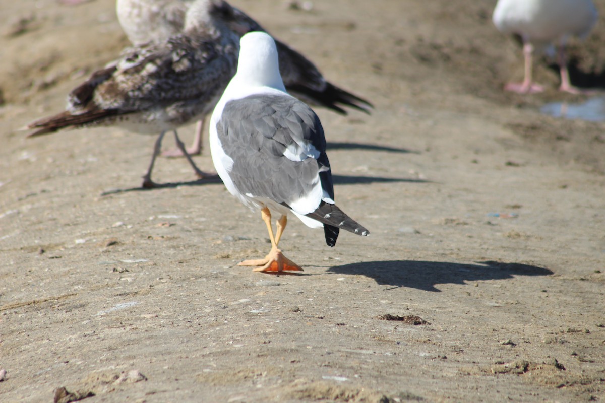 Yellow-footed Gull - ML613445737