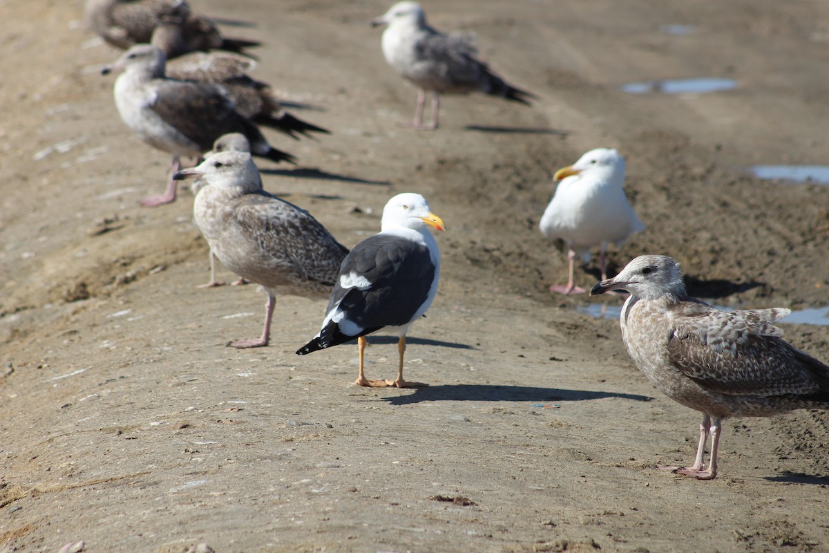 Gaviota de Cortés - ML613445739