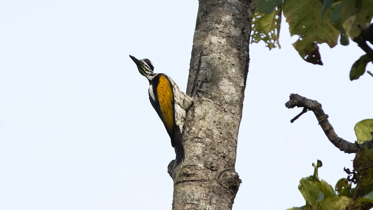 White-naped Woodpecker - ML613445871