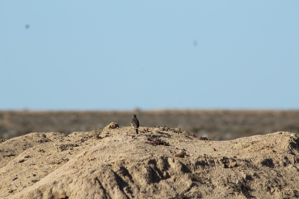 American Pipit - ML613445874