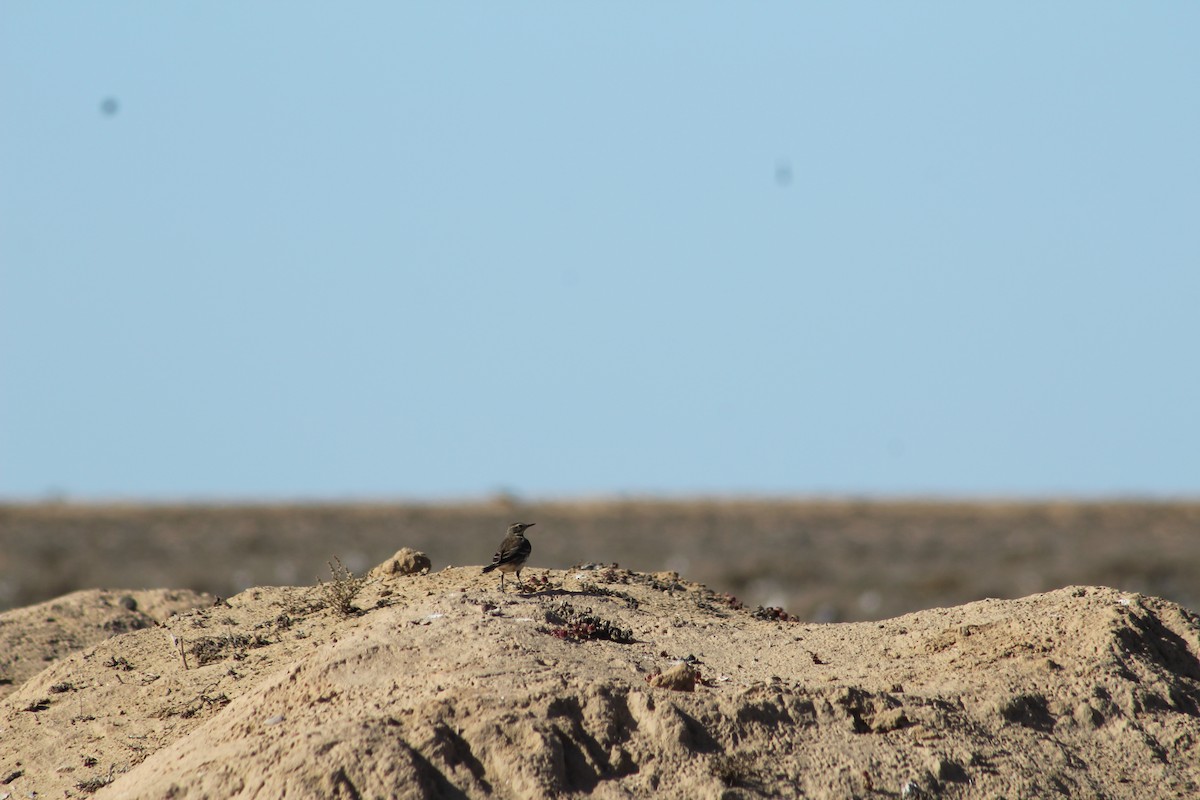 American Pipit - ML613445875