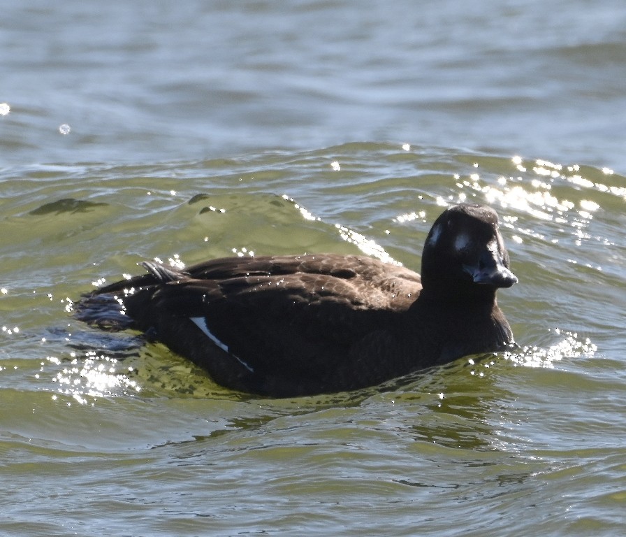 White-winged Scoter - ML613445896