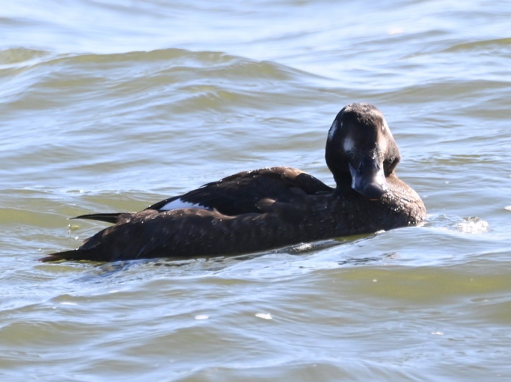 White-winged Scoter - ML613445897