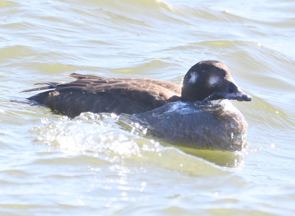 White-winged Scoter - ML613445898