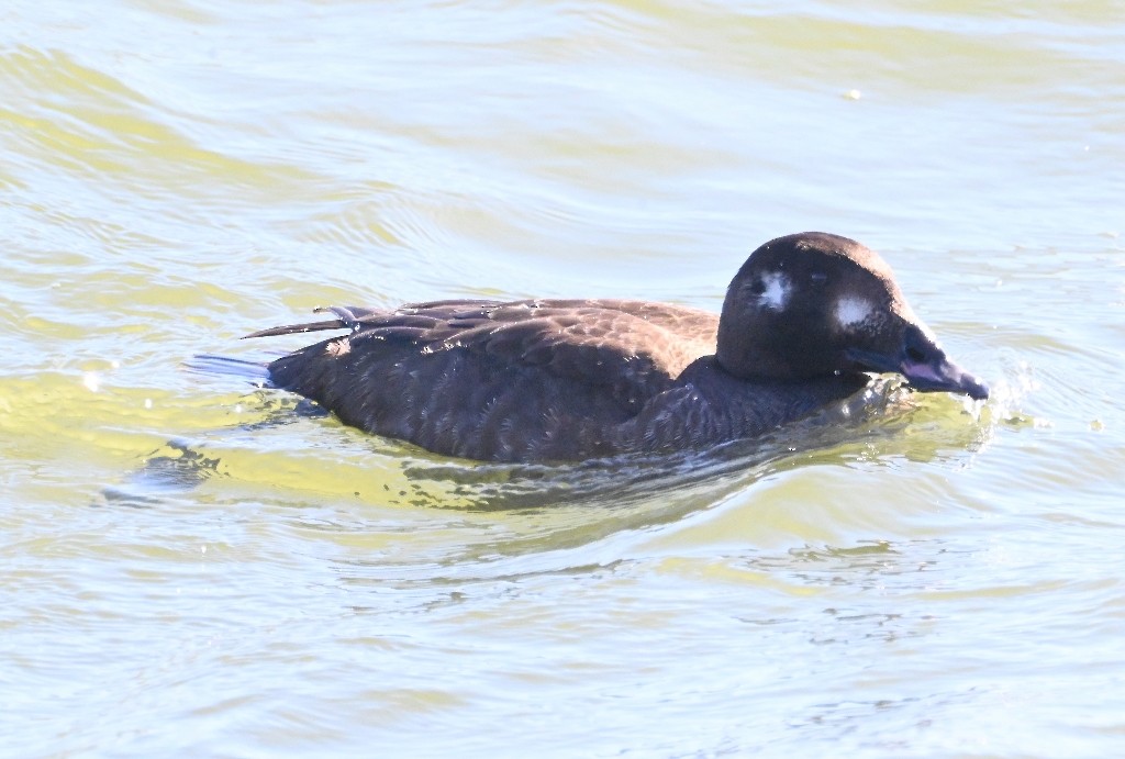 White-winged Scoter - ML613445899