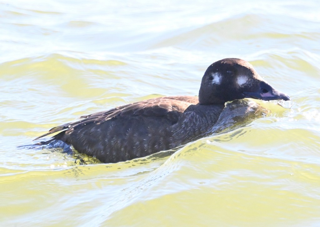 White-winged Scoter - ML613445900