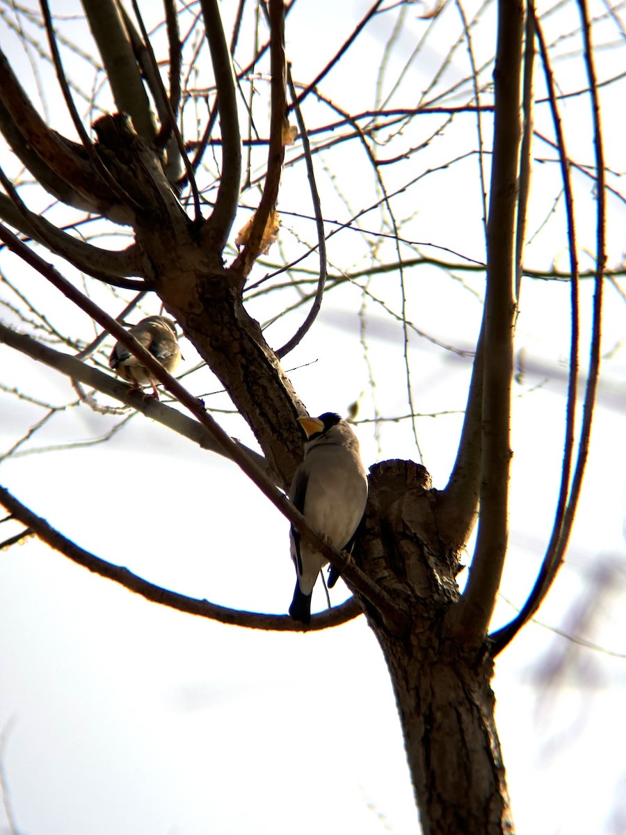 Japanese Grosbeak - ML613445921