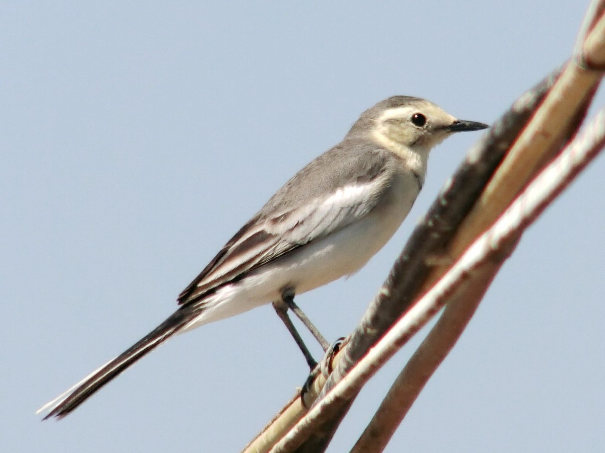 White Wagtail - ML613445963