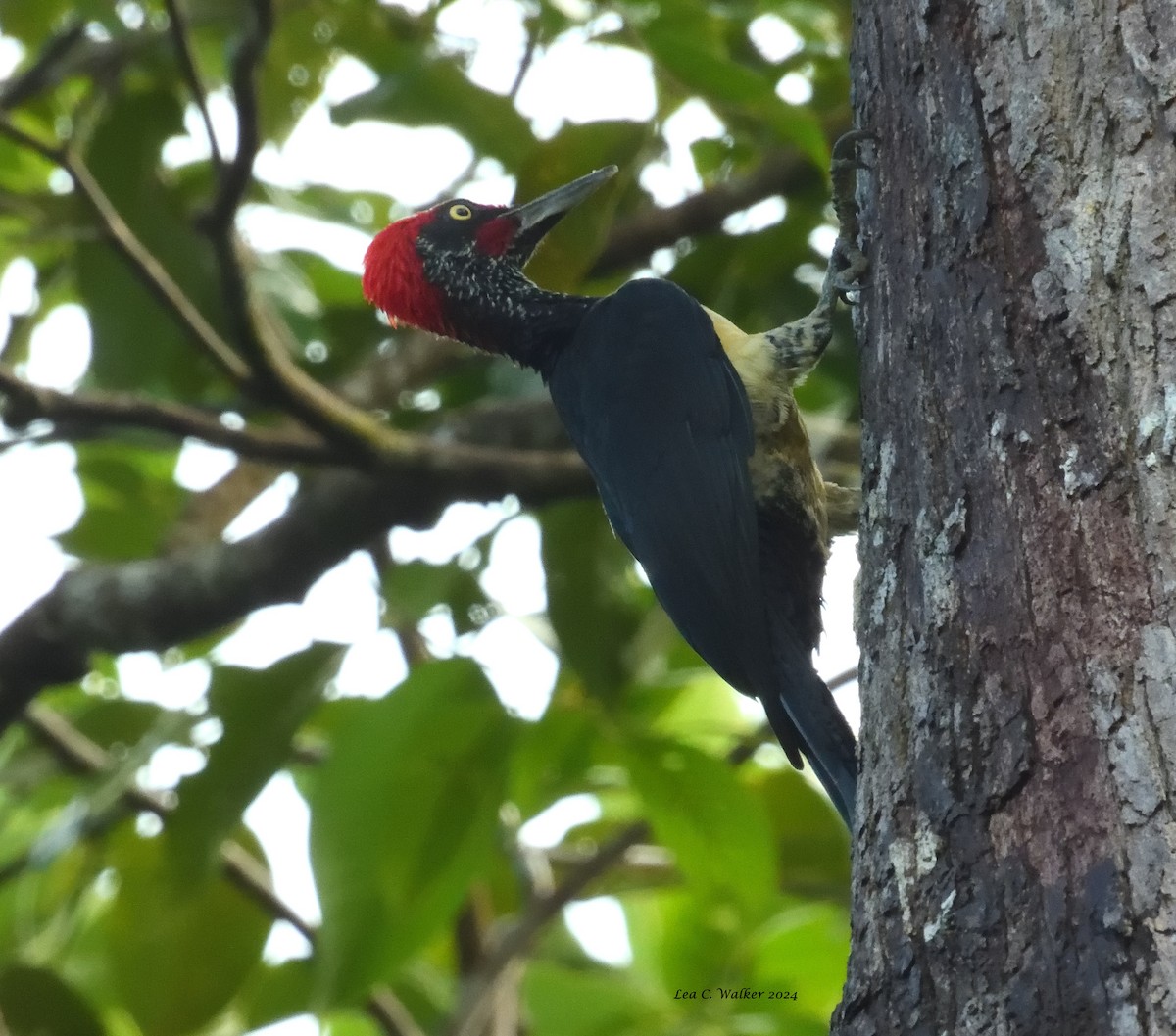 White-bellied Woodpecker - ML613446048