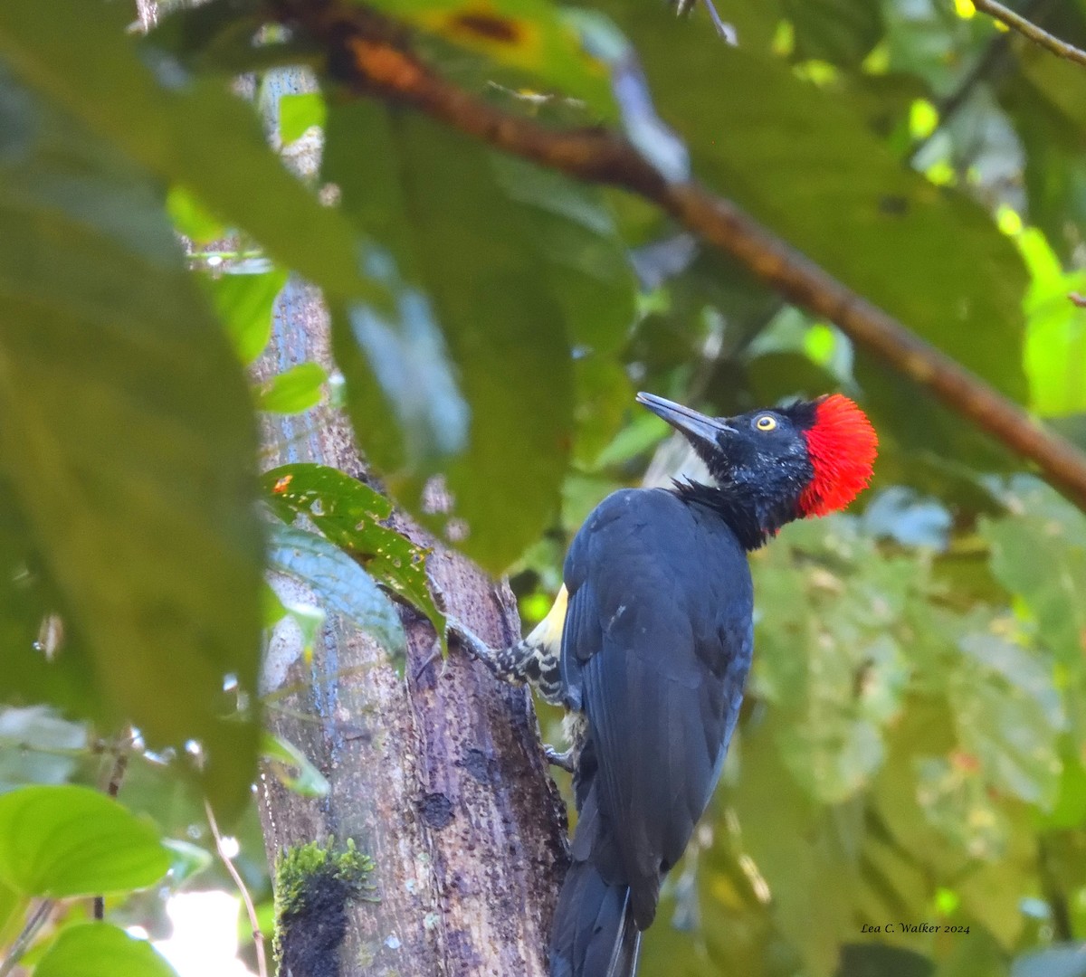 White-bellied Woodpecker - ML613446052