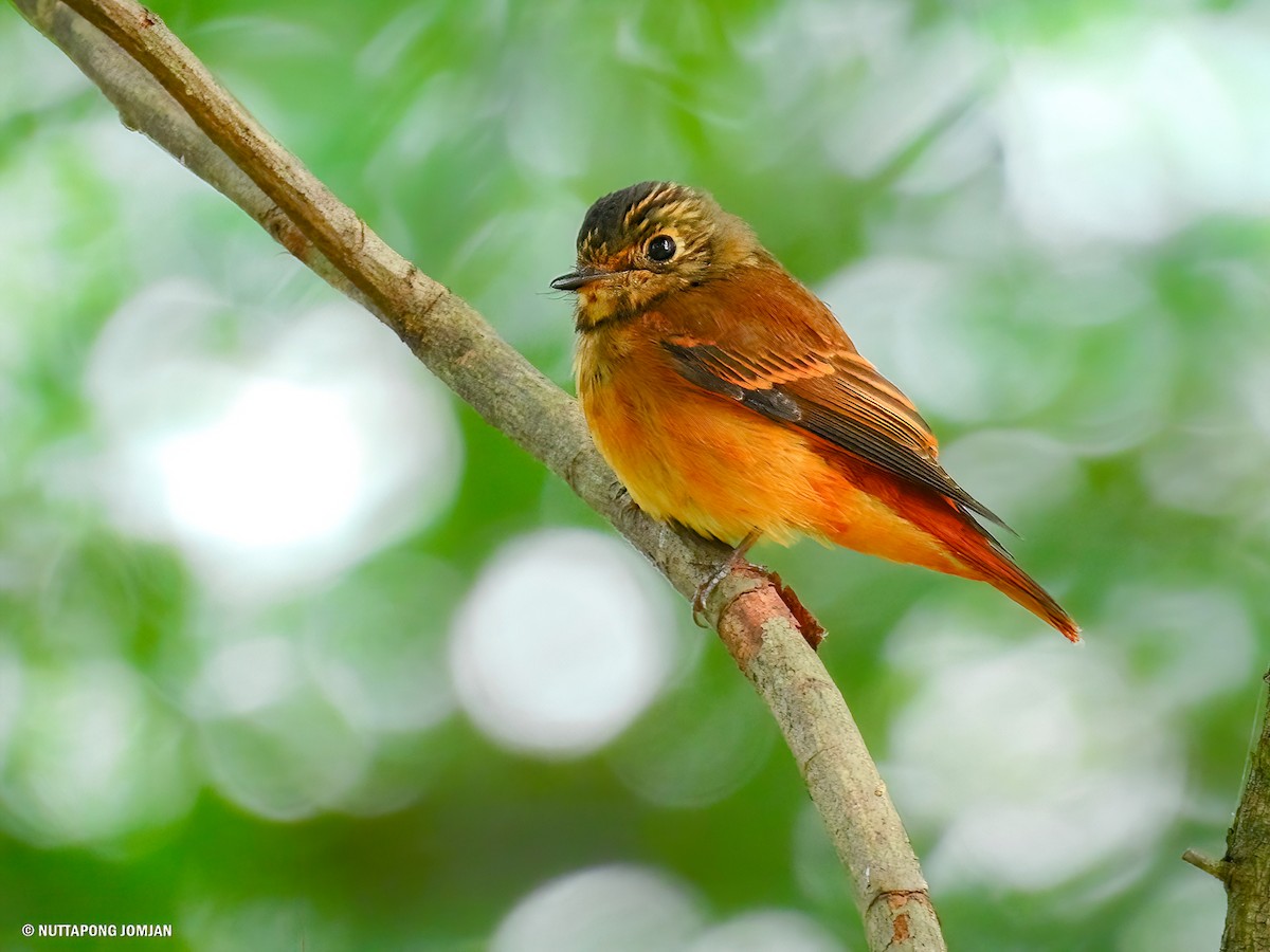 Ferruginous Flycatcher - Nuttapong Jomjan