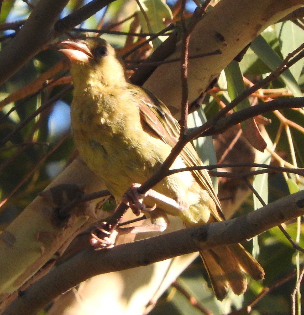 Cape Weaver - ML613446099