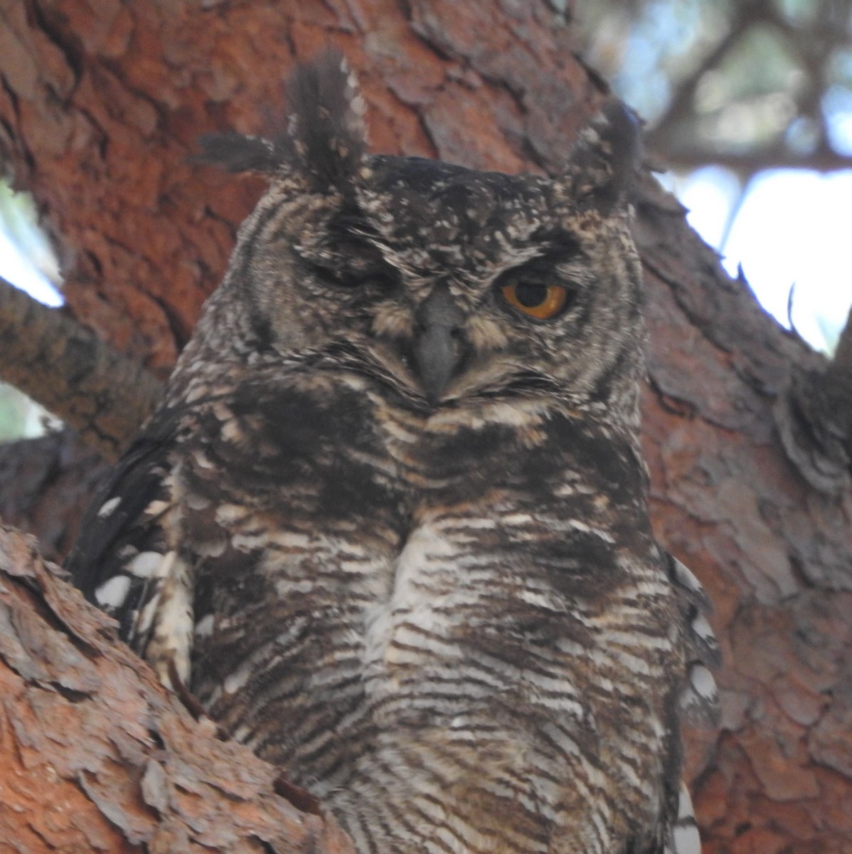 Spotted Eagle-Owl - ML613446104