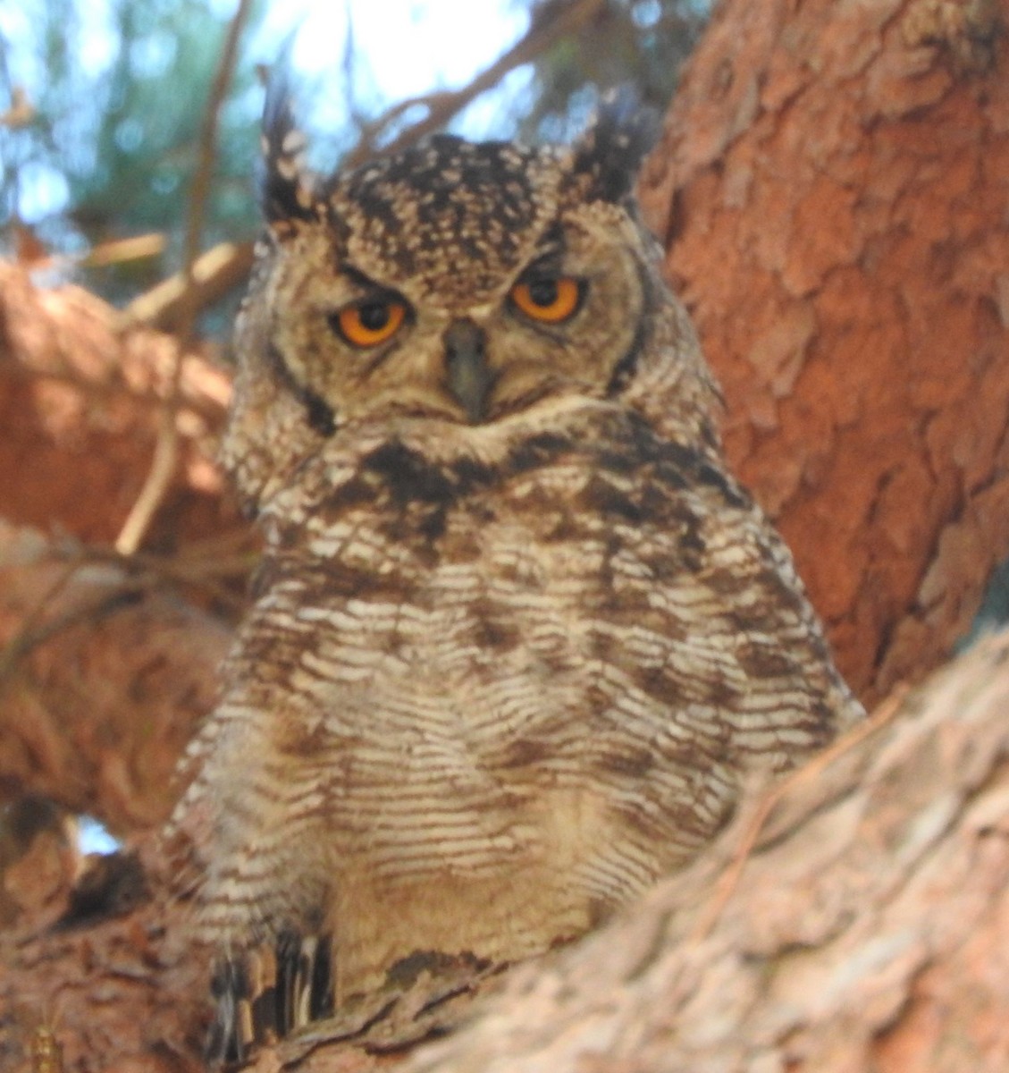 Spotted Eagle-Owl - ML613446106