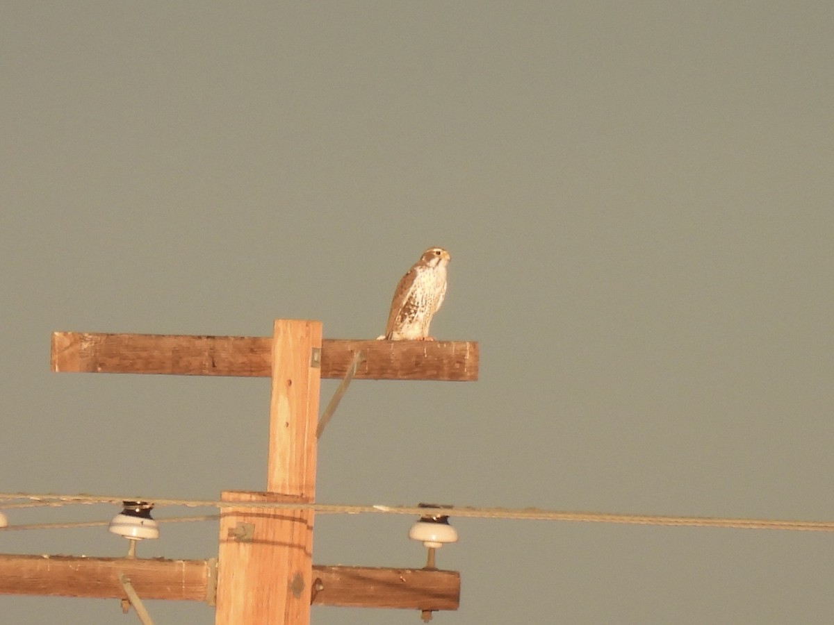 Prairie Falcon - ML613446133