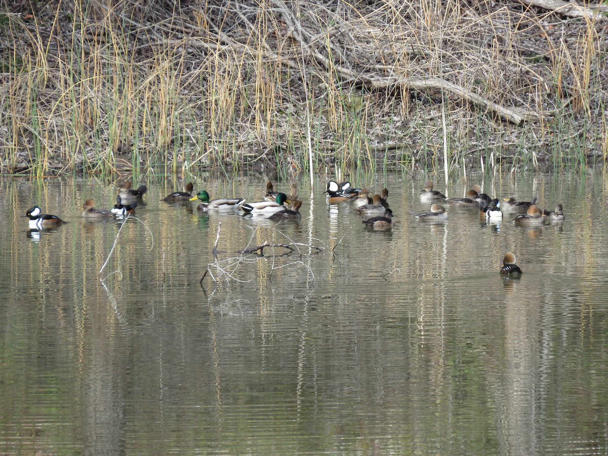 Hooded Merganser - ML613446180