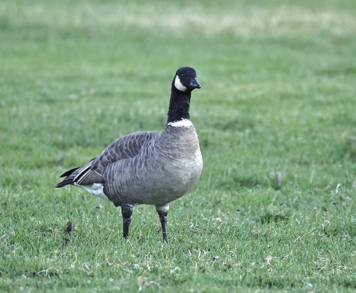 Cackling Goose - Albert Linkowski