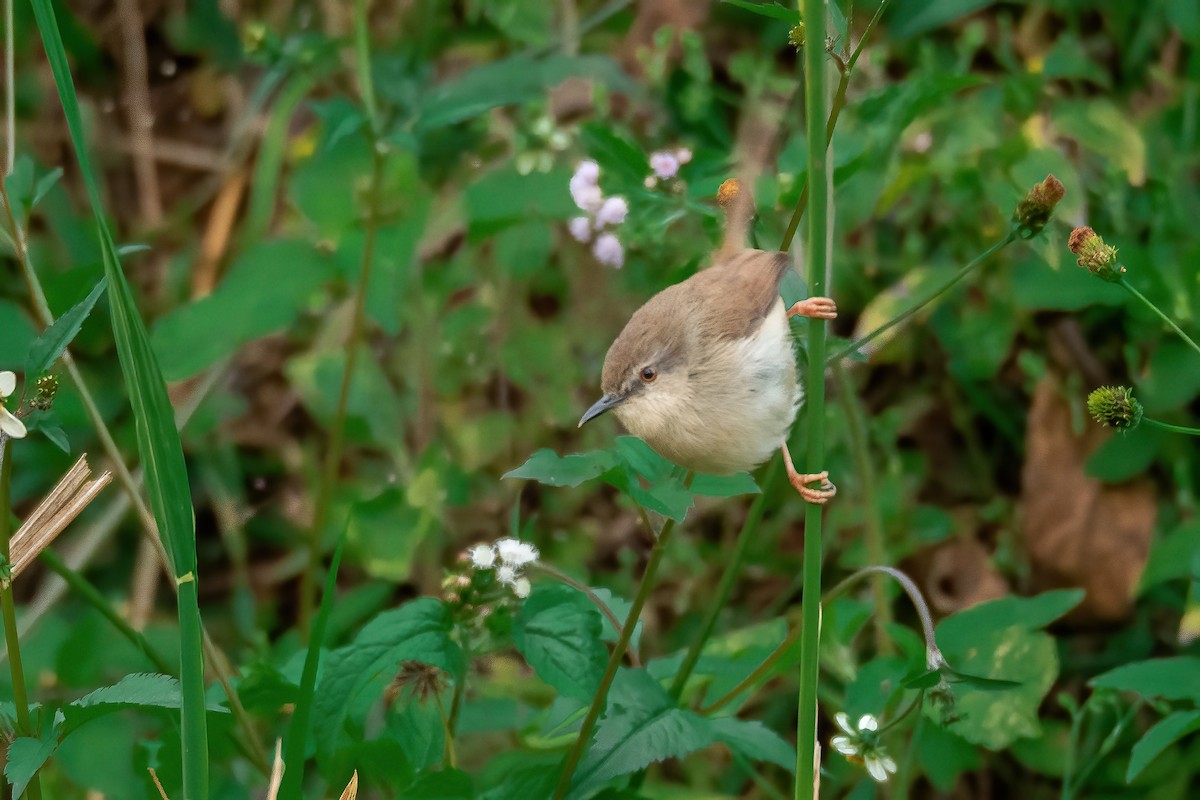 Gray-breasted Prinia - ML613446236