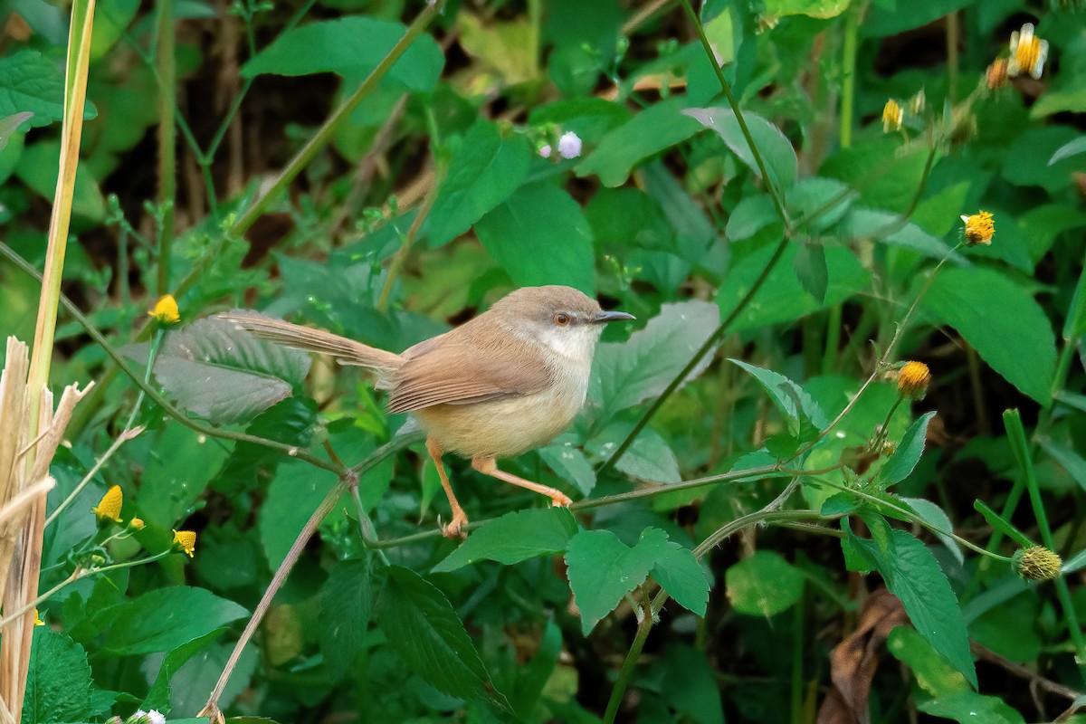 Rufescent Prinia - ML613446243